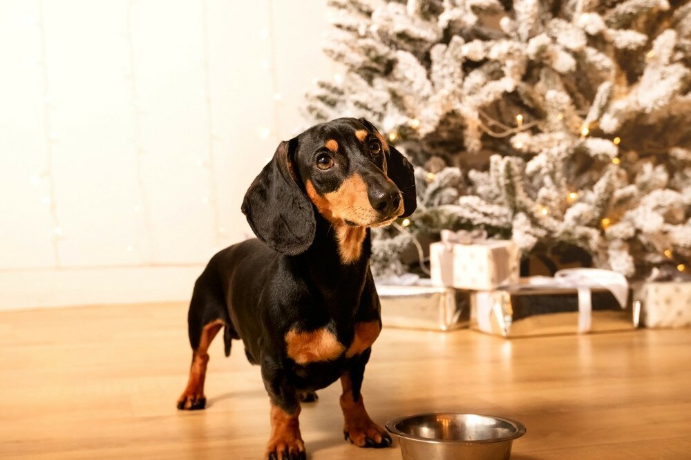 One beautiful black dachshund dog is standing on the floor near an iron bowl. New Year's hundred,