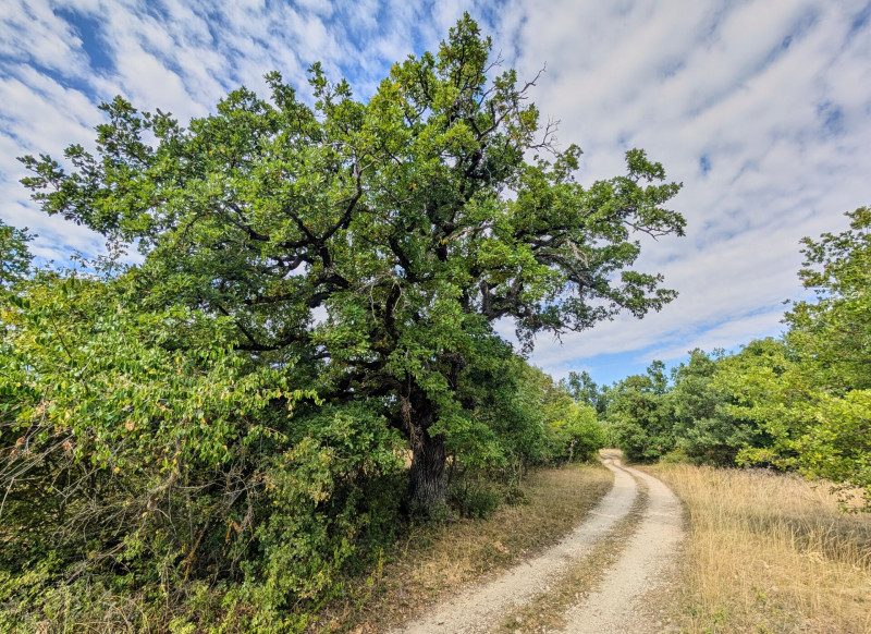 öreg fák balaton-felvidék