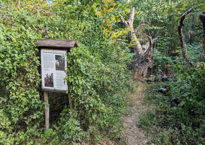 öreg fák balaton-felvidék