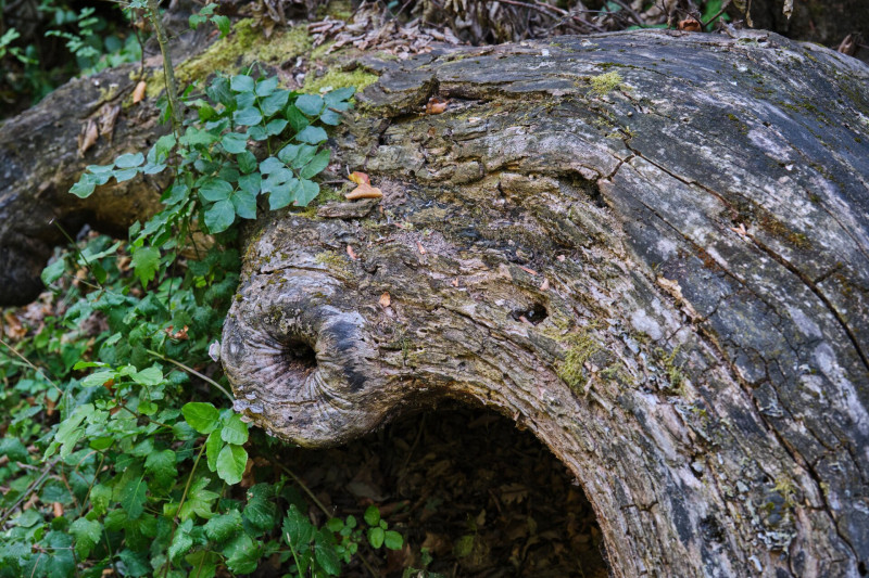 öreg fák balaton-felvidék