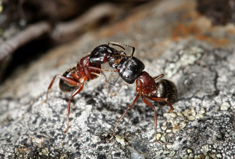 Óriás lóhangya (Camponotus herculeanus)