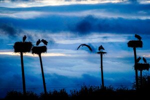 Örökbe fogadható gólyafészkek – Így is segíthetsz a gólyáknak