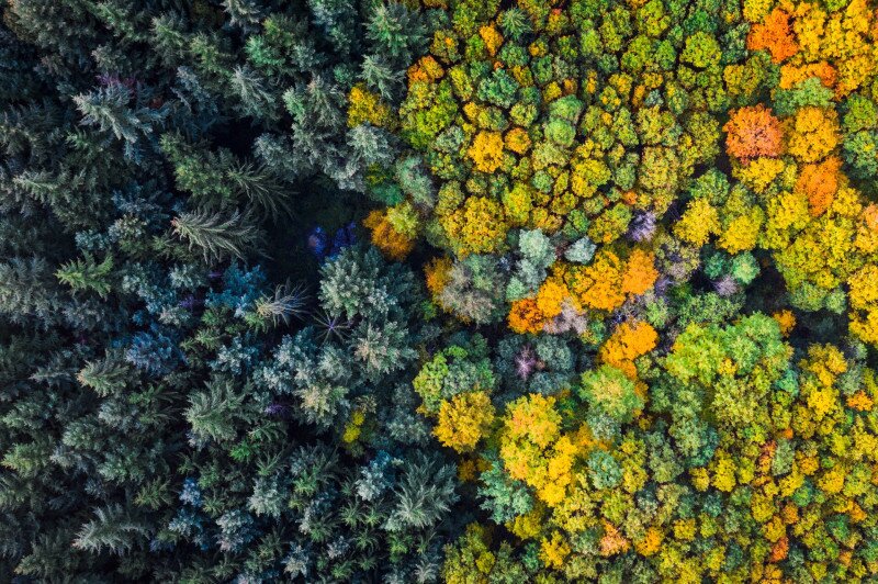 Örökzöld és lombhullató erdő