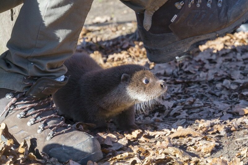 Orphaned European otter baby in a zoo Lutra Lutra at the legs of zookeeper