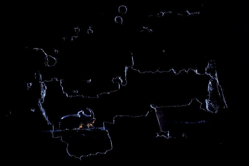 Orrszarvúbogár sziluettje