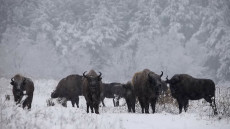 Őrségi bölények a hóesésben – Videó 