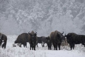 Őrségi bölények a hóesésben – Videó 
