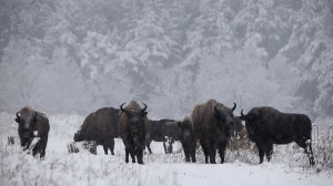 Őrségi bölények a hóesésben – Videó 