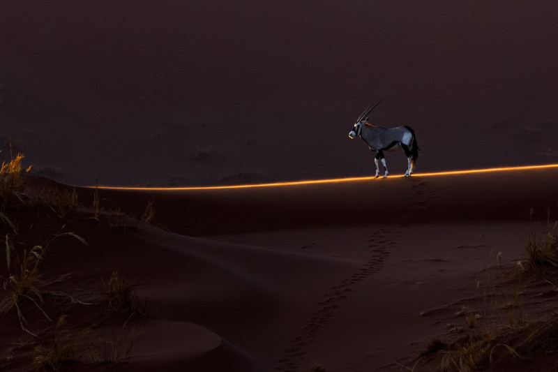 Oryx, azaz nyársas antilop a homokdűnén