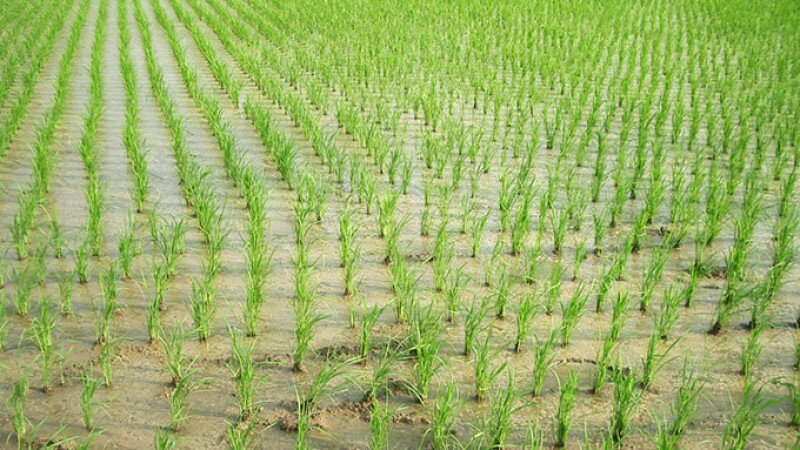 oryza_sativa_rice_sprouts_ja01.jpg