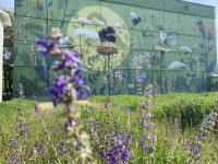 Összefogtak a beporzókért Szegeden