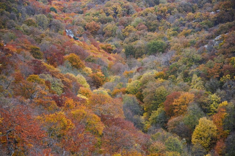 Ősz a vértesben, cserszörmörcével