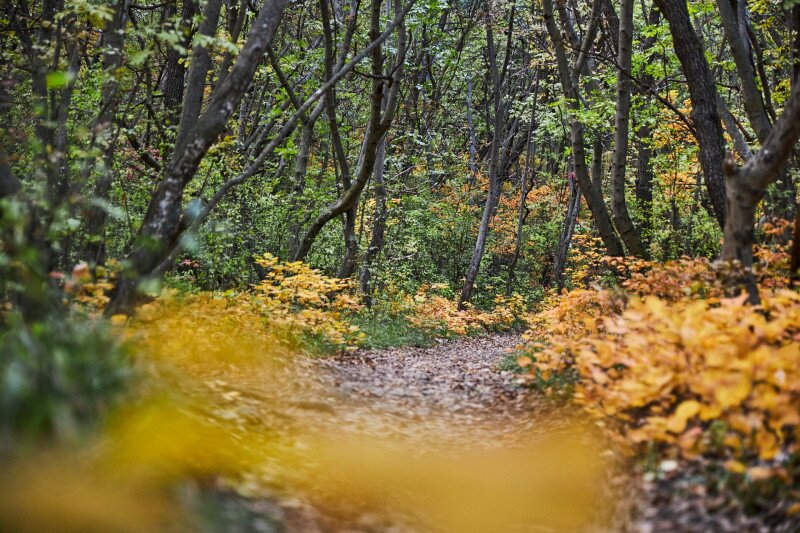 Ősz a vértesben, cserszörmörcével