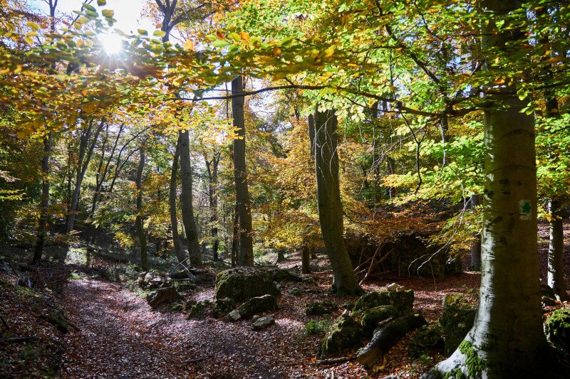 Ősz a vértesben, cserszörmörcével