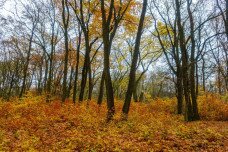 Őszi fények, színes lombok, csendes ösvények gyönyörű hazai erdőkben – Hétvégi programajánló