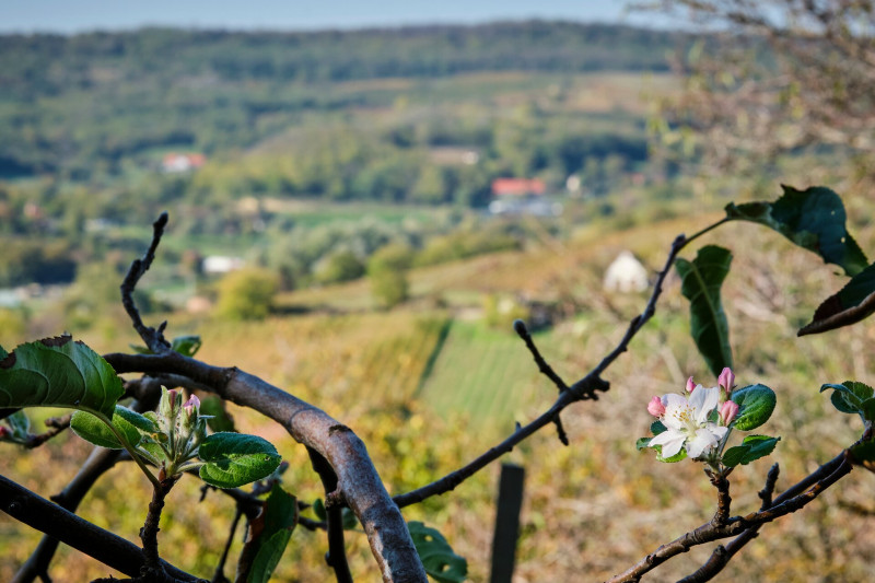 Őszi színek a Szekszárdi borvidéken, virágzó almafa