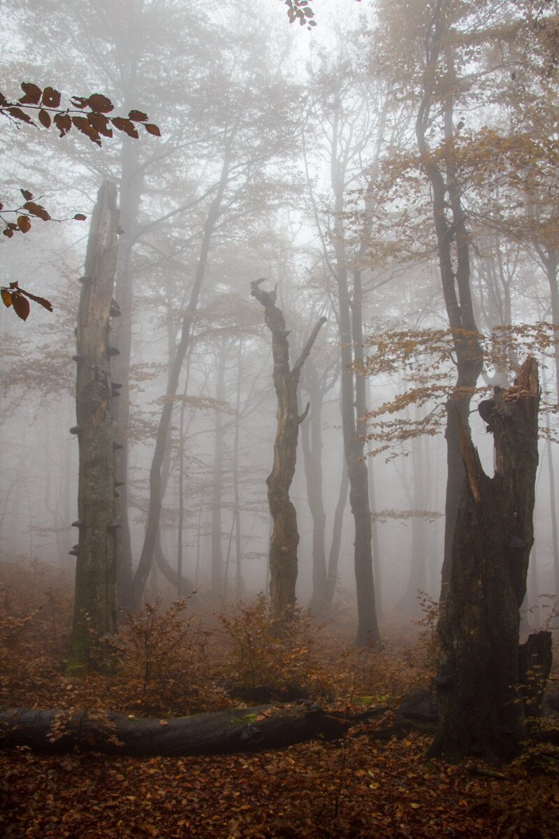 Őszi túra Madaras (Vtáčnik) csúcs környékén 