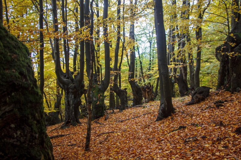 Őszi túra Madaras (Vtáčnik) csúcs környékén 