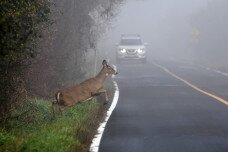 Őszi vadveszély az utakon!