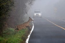 Őszi vadveszély az utakon!