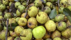 Őszköszöntő – vackorral, sommal, mályvával