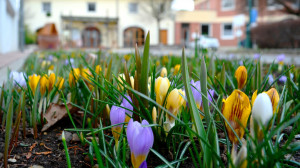 Öt arborétum, ahol tárt karokkal vár a tavasz
