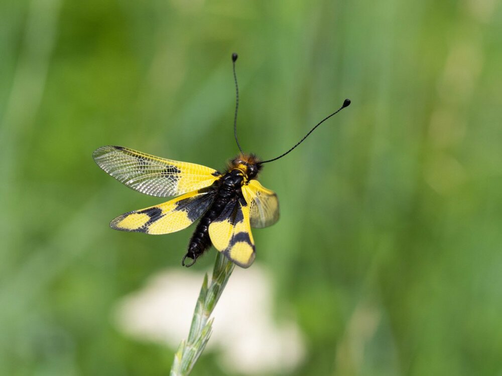 Owlfly Libelloides macaronius net-winged insect