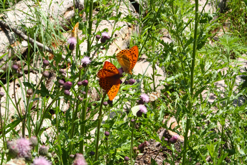 p7141334.jpg