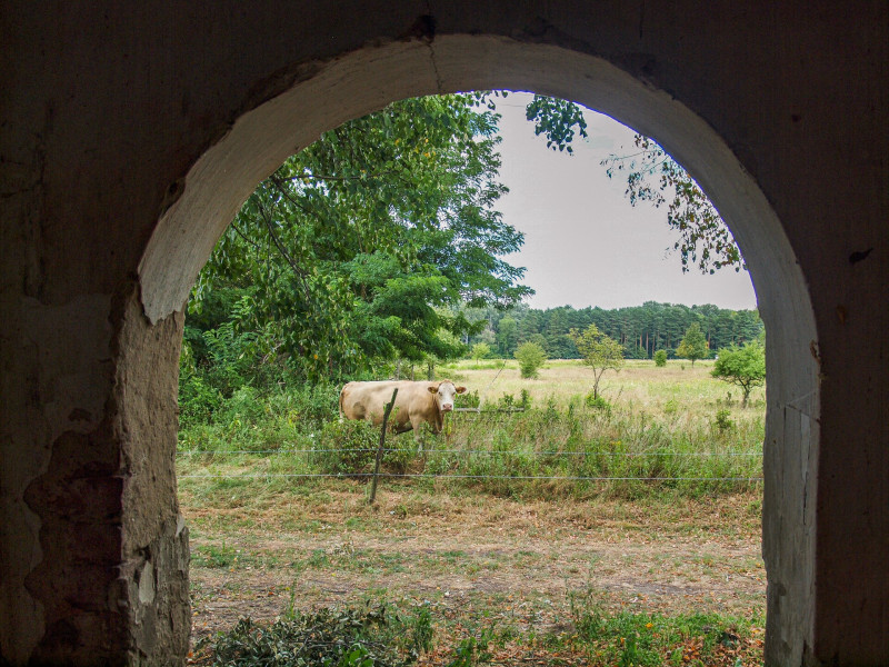 P8118378_Cserfekvési temlomrom_A bejáratnál benéz egy boci_FOTO-JA