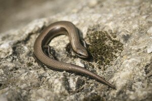 Pannon gyík – Az elszigetelt kígyózó