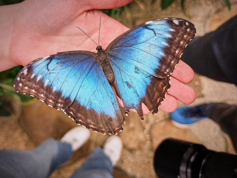 Papilonia lepkeház