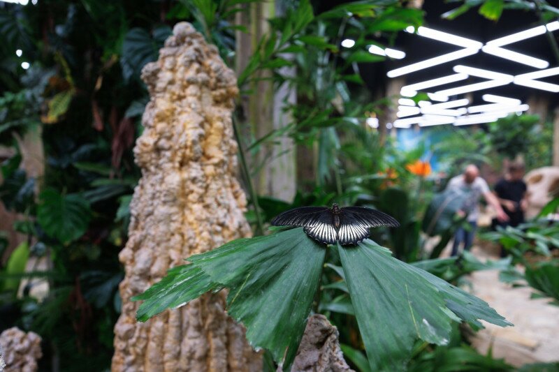 Papilonia lepkeház
