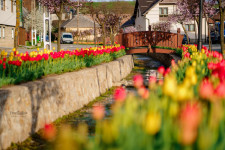 Páratlan tulipánpompa az erdélyi Kalotaszentkirályon