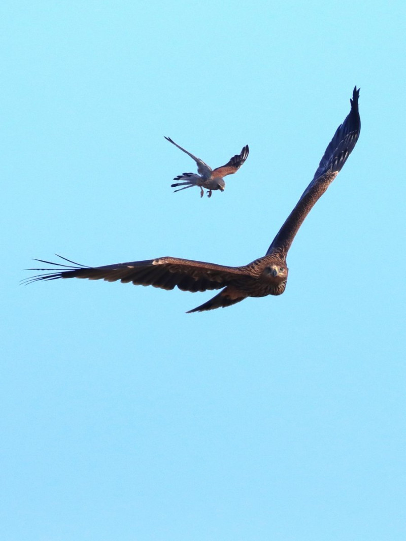 Parlagi sast üldöző vörös vércse