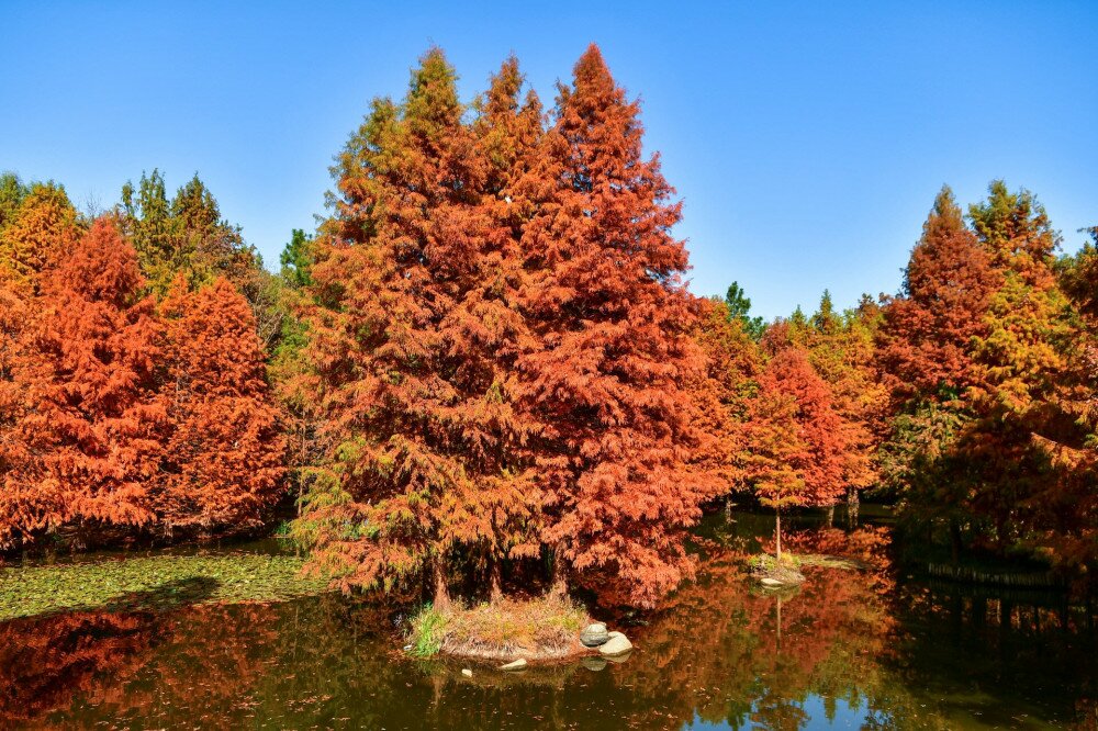 Photo of golden metasequoia trees near a pond in autumn