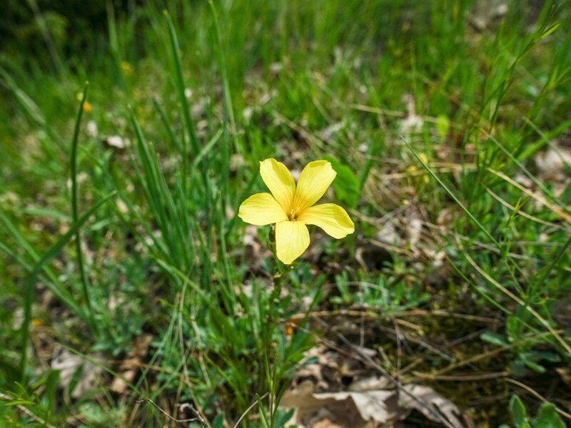 Pilisi len