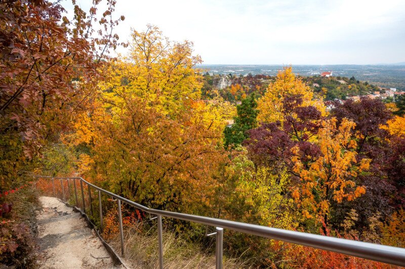 Pintér-kert, arborétum, Pécs