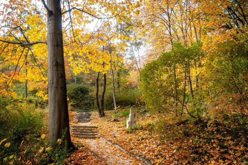 Pintér-kert, arborétum, Pécs