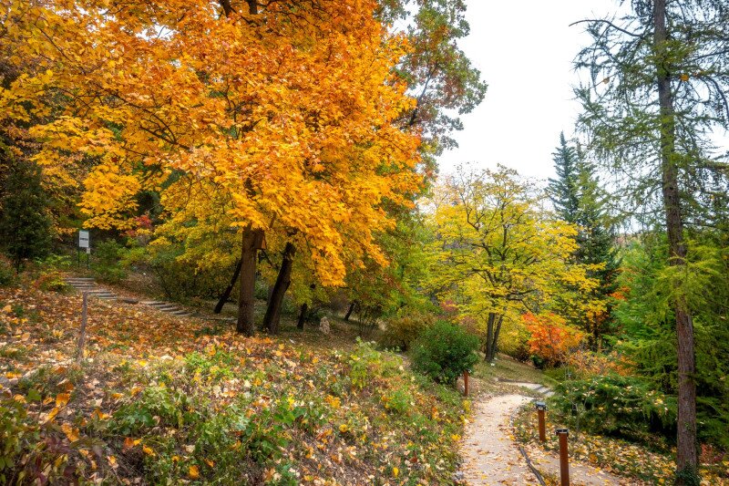Pintér-kert, arborétum, Pécs