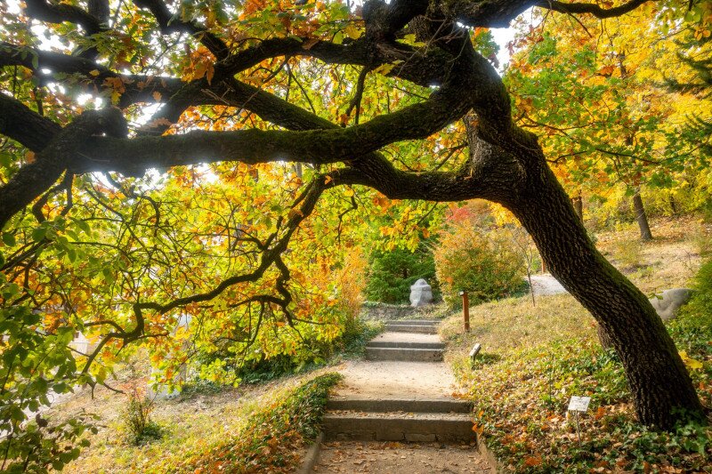 Pintér-kert, arborétum, Pécs