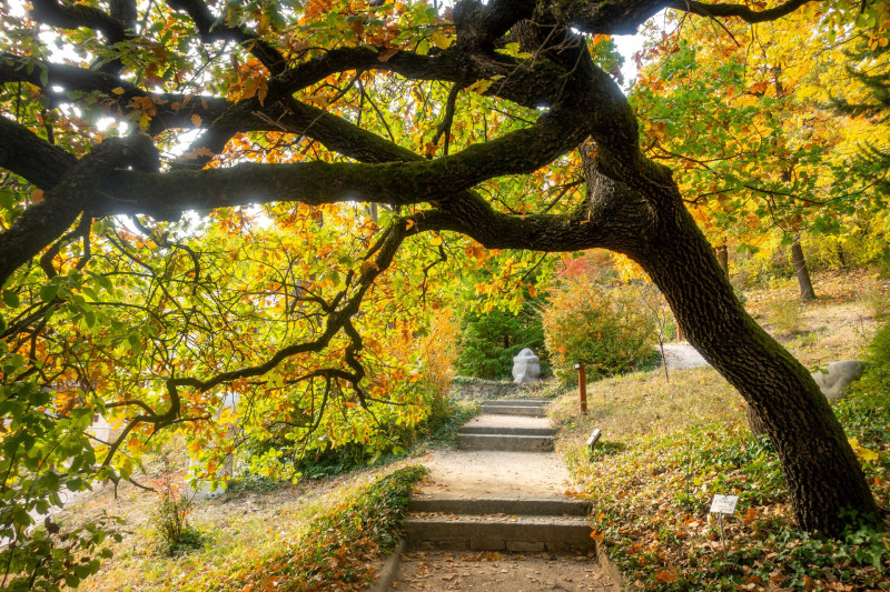 Pintér-kert, arborétum, Pécs