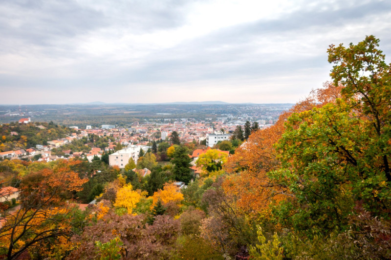 Pintér-kert, arborétum, Pécs