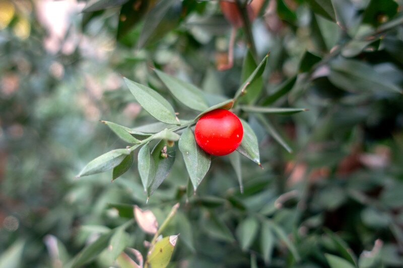 Pintér-kert, arborétum, Pécs