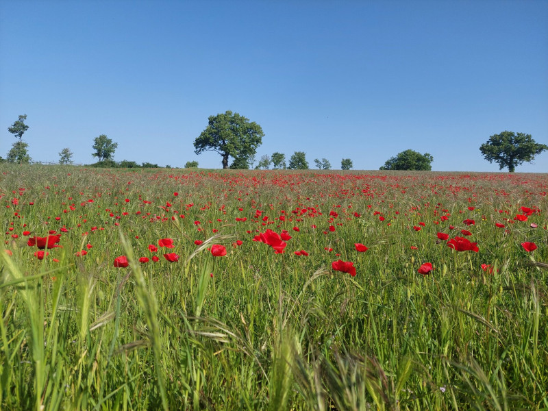 Pipacsmezők