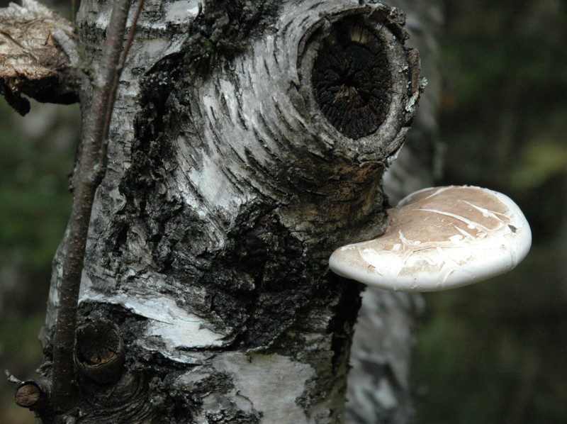 Piptoporus_Betulinus