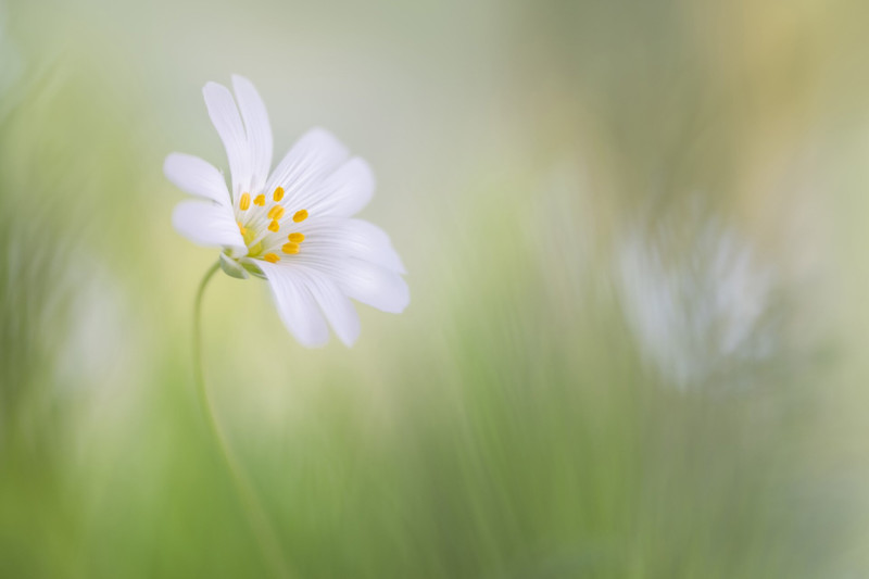 Plants-Finalist-Sophia-Spurgin-Stitchwort-CUPOTY