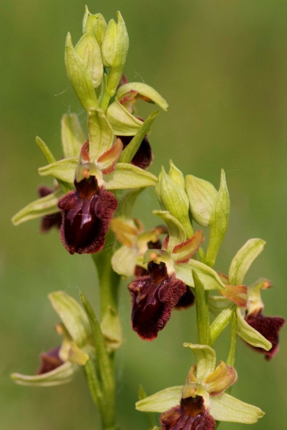 pokbango-ophrys-sphegodes