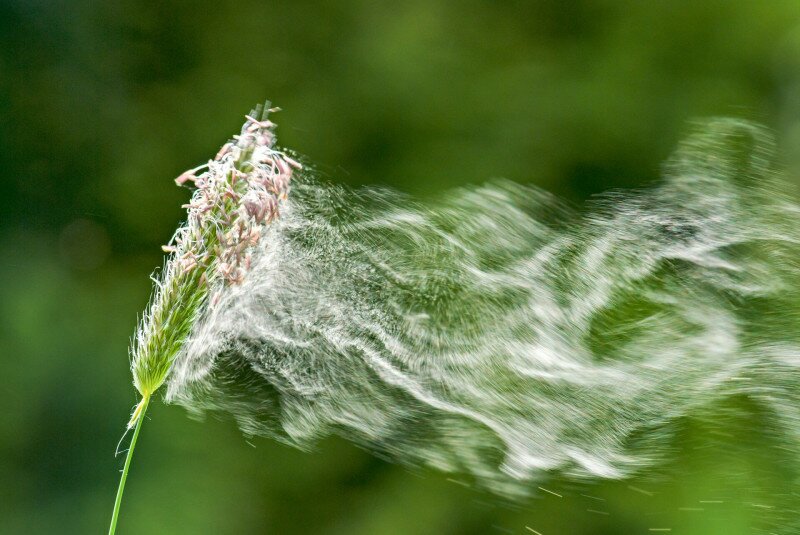 Pollen száll a levegőben