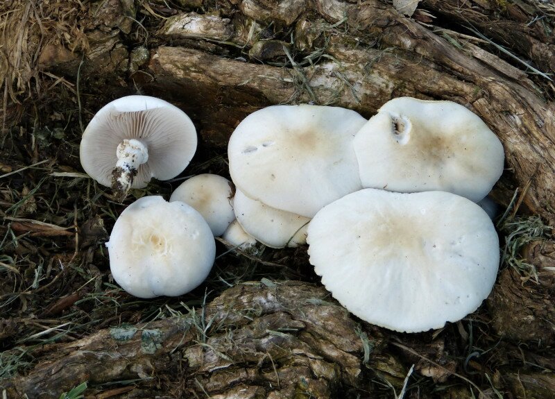 Poplar_Fieldcap_(_Cyclocybe_cylindracea)_(35665739712)