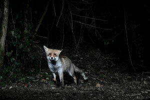 Portyázó vadász tűnt fel az éjszakázó vadludak között Tatán – videó